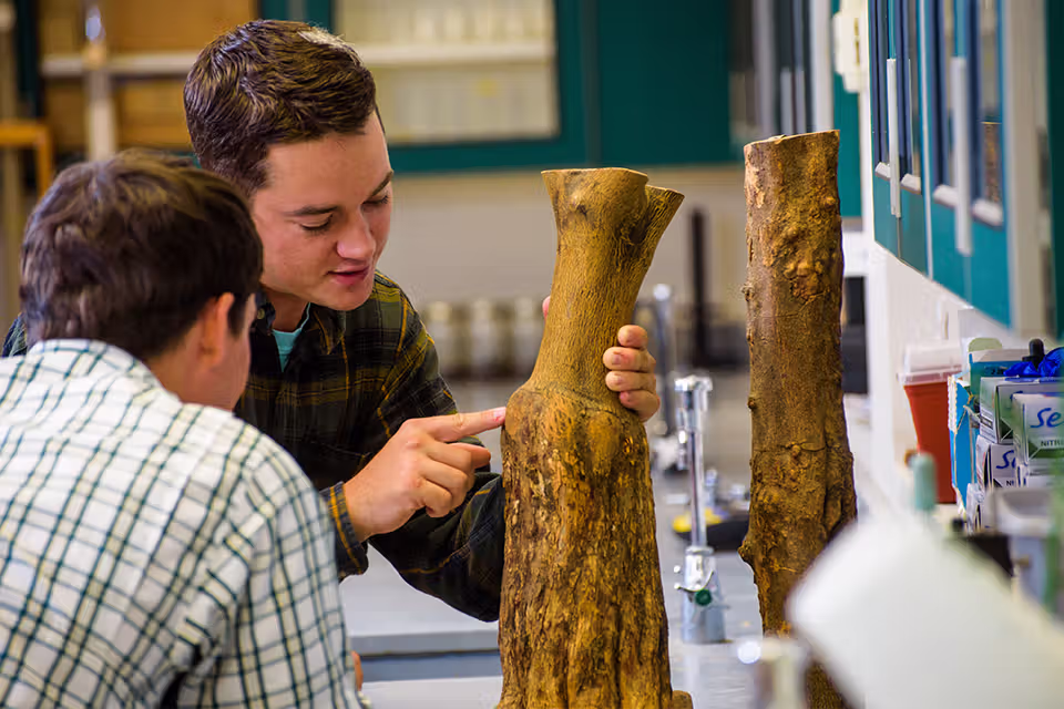 student examining a tree trunk sample