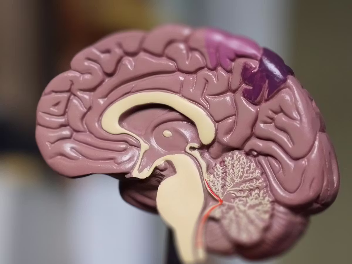 Neuroscience Minor