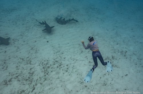 Harrison scuba diving