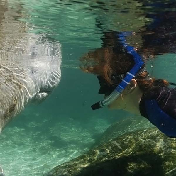 Swim with Manatees