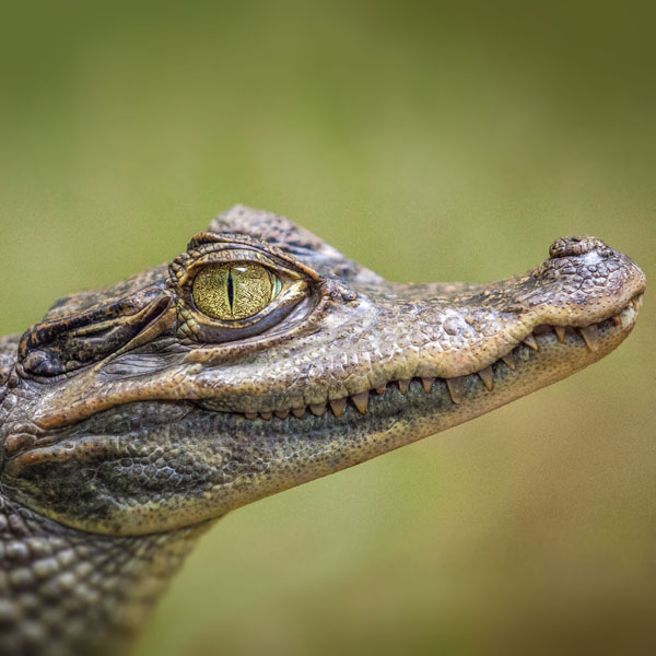 Croc Encounters