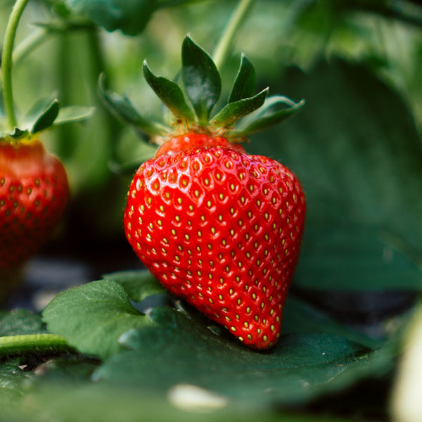 Strawberry Festival