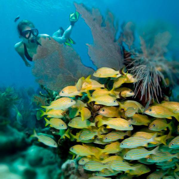 Egmont Key Island and Snorkeling Adventure, Hubbard’s Marina